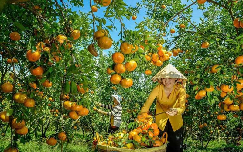 Cần Thơ: Thu hoạch gần 230.000 tấn trái cây trong 2 tháng đầu năm
