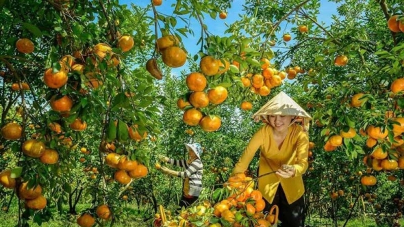 Cần Thơ: Thu hoạch gần 230.000 tấn trái cây trong 2 tháng đầu năm
