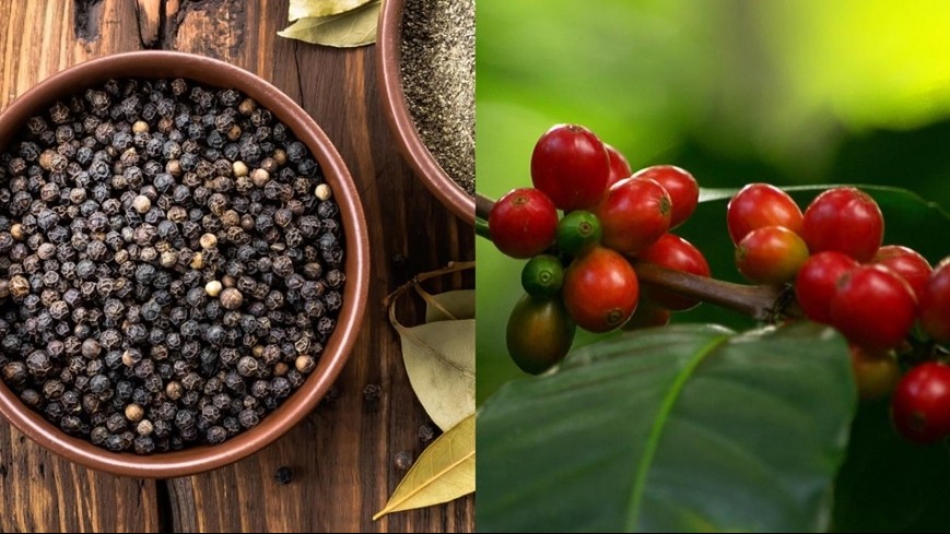 Giá nông sản ngày 18/3: Cà phê phục hồi mạnh, hồ tiêu giảm sâu, thị trường gạo giao dịch trầm lắng