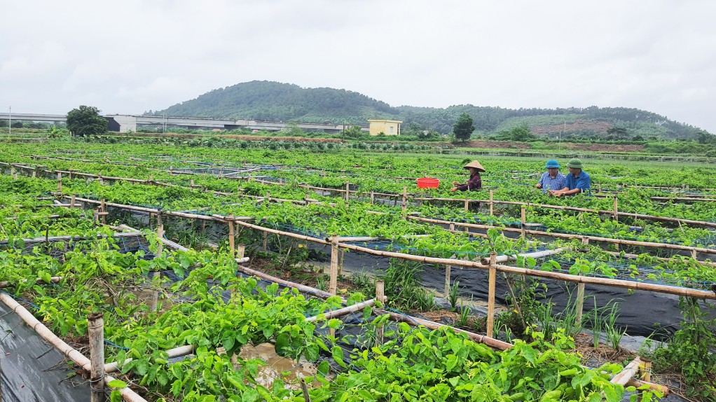 Quảng Ninh: Thúc đẩy sản xuất lúa chất lượng cao, giảm phát thải