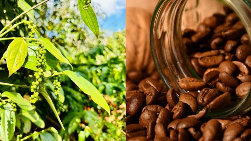 Giá nông sản hôm nay 20/3: Cà phê phục hồi, hồ tiêu giảm sâu, thị trường gạo trầm lắng