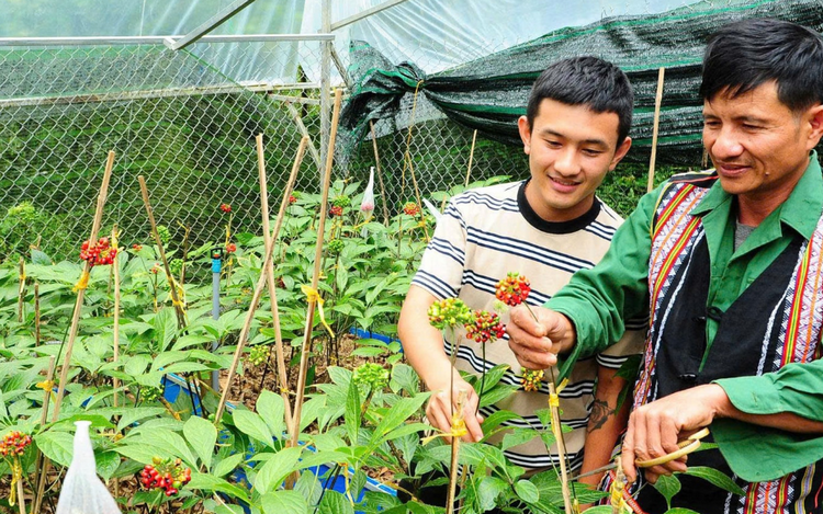 Đà Nẵng: Mở rộng vùng trồng, hình thành chuỗi giá trị dược liệu Đà Nẵng: Mở rộng vùng trồng, hình thành chuỗi giá trị dược liệu