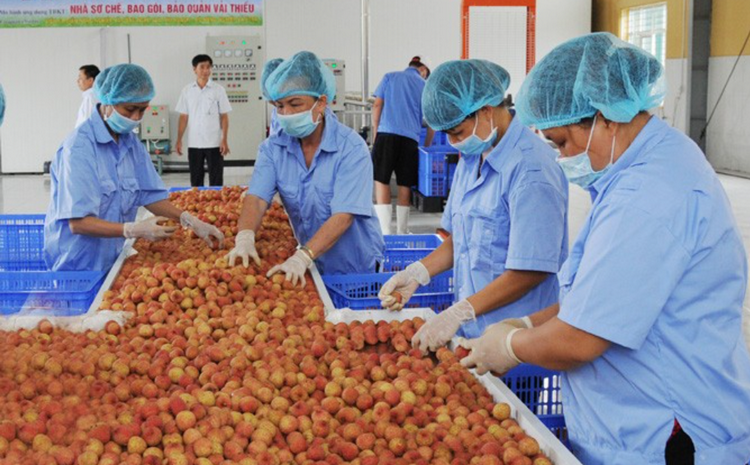 Đổi mới công nghệ bảo quản giúp giảm chi phí xuất khẩu nông sản