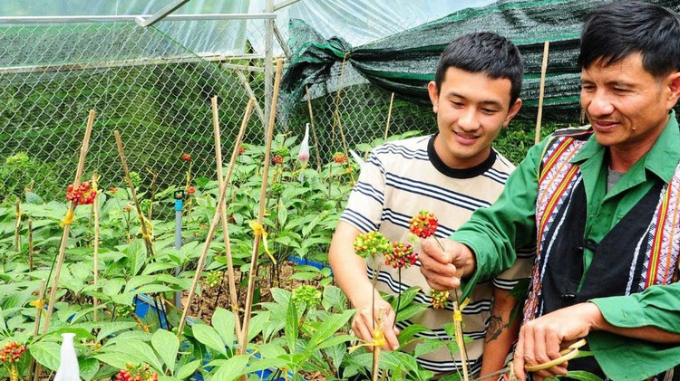 Đà Nẵng: Mở rộng vùng trồng, hình thành chuỗi giá trị dược liệu