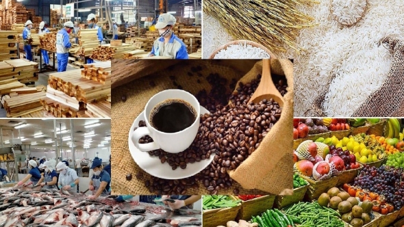 Giá nông sản hôm nay 21/3: Hồ tiêu lao dốc, cà phê và sầu riêng tăng giá, lúa gạo chững lại