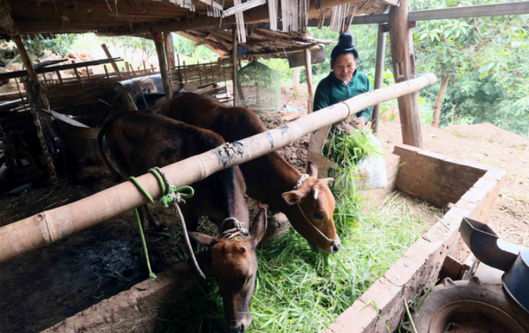 Sơn La: Nâng cao tiêu chí môi trường trong xây dựng nông thôn mới Sơn La: Nâng cao tiêu chí môi trường trong xây dựng nông thôn mới