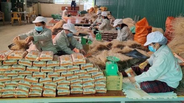 Hình thành chuỗi liên kết quy mô lớn, nâng tầm phát triển OCOP