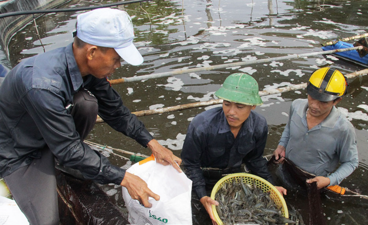 Tận dụng lợi thế, đẩy mạnh phát triển nuôi thuỷ sản