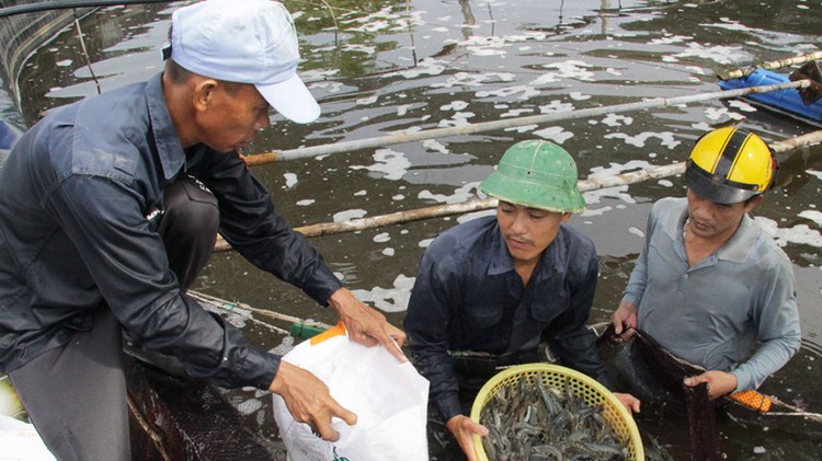 Tận dụng lợi thế, đẩy mạnh phát triển nuôi thuỷ sản