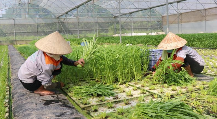 Công nghệ cao giúp thúc đẩy giá trị nông sản