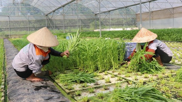 Công nghệ cao giúp thúc đẩy giá trị nông sản