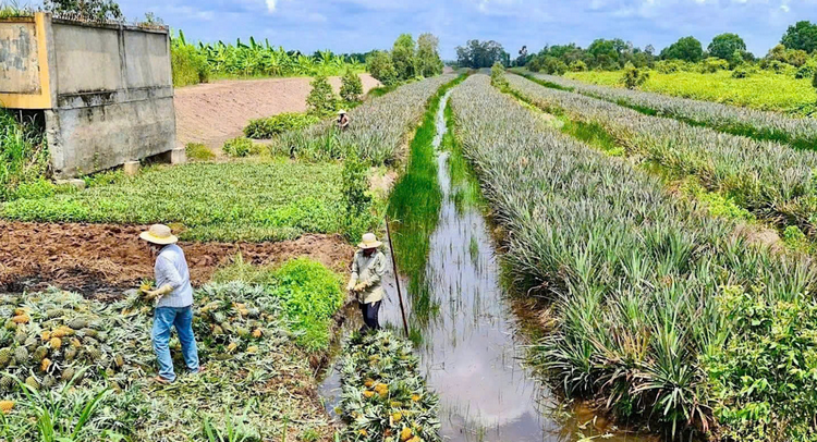 Đồng Tháp: Ứng phó hiệu quả với hạn, mặn