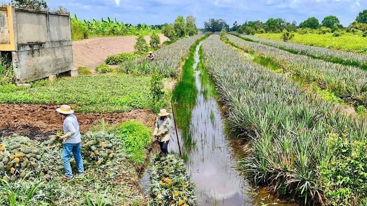 Đồng Tháp: Ứng phó hiệu quả với hạn, mặn