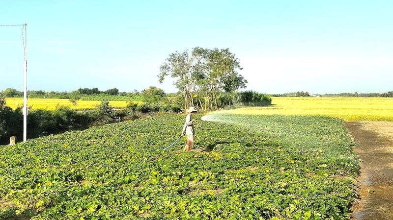 Chủ động trữ nước ngọt, ứng phó hạn mặn