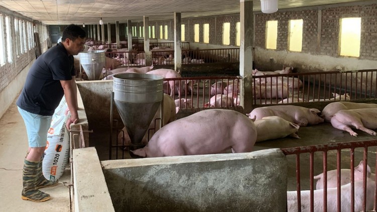 Phòng dịch cho đàn vật nuôi khi thời tiết chuyển mùa