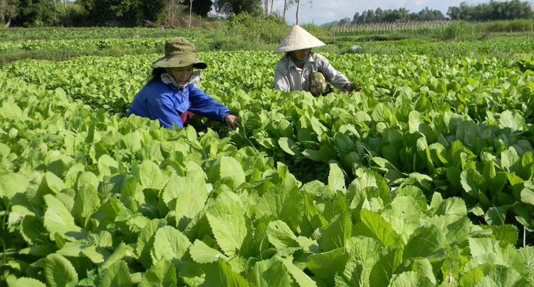 Nông nghiệp tiếp tục là ngành kinh tế chủ lực của Quảng Ngãi Nông nghiệp tiếp tục là ngành kinh tế chủ lực của Quảng Ngãi