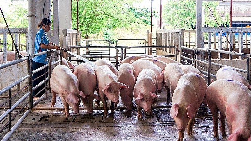 Ngăn ngừa nguy cơ ô nhiễm môi trường từ hoạt động chăn nuôi