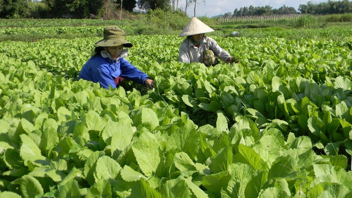 Nông nghiệp tiếp tục là ngành kinh tế chủ lực của Quảng Ngãi