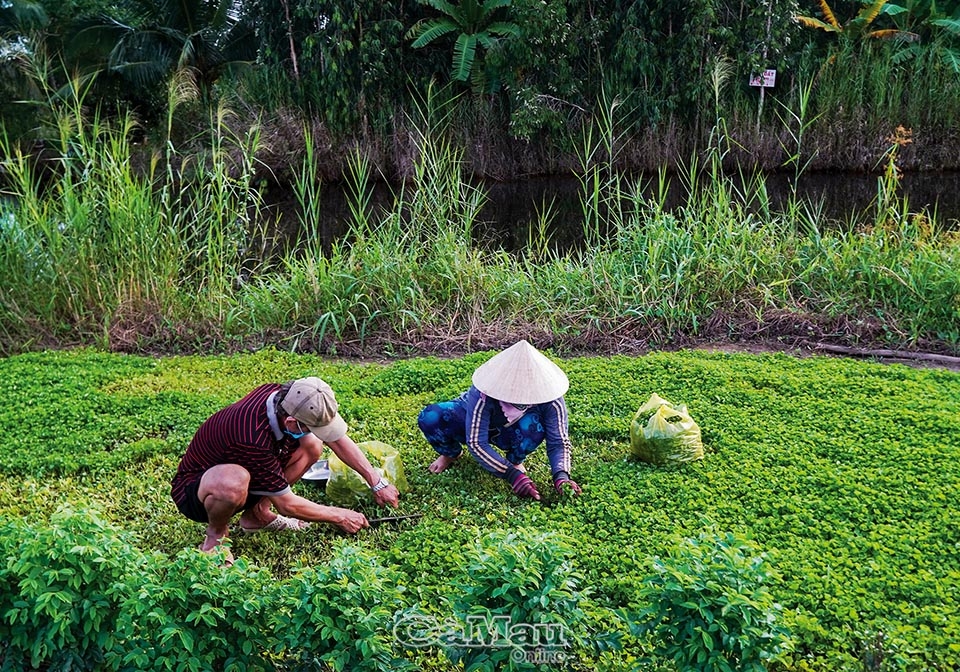 Về U Minh thưởng thức gỏi nhộng ong Về U Minh thưởng thức gỏi nhộng ong