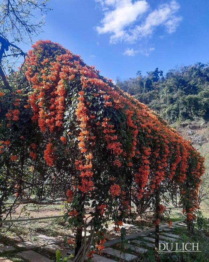 Đắm mình trong thung lũng rừng mơ đẹp như miền cổ tích ở Mộc Châu