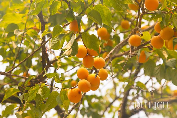 Đắm mình trong thung lũng rừng mơ đẹp như miền cổ tích ở Mộc Châu
