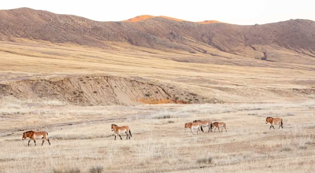 Khám phá Mông Cổ - vùng đất của những người du mục Khám phá Mông Cổ - vùng đất của những người du mục