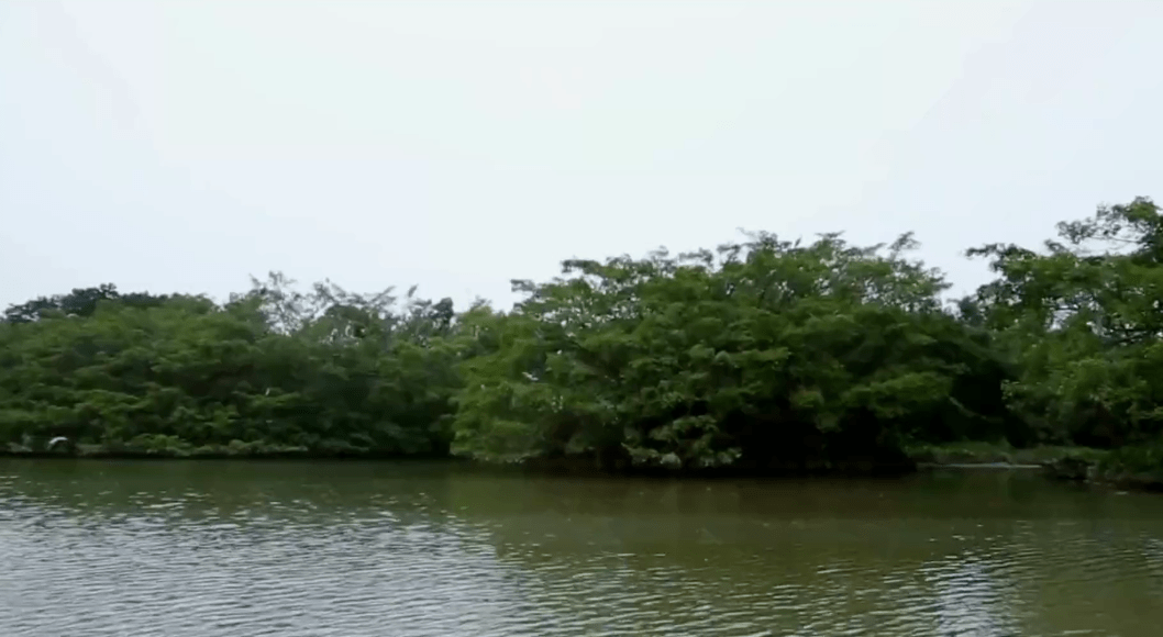 Sự thật về cây lớn nhất nước Trung Quốc là nơi sinh sống của hàng chục triệu con chim