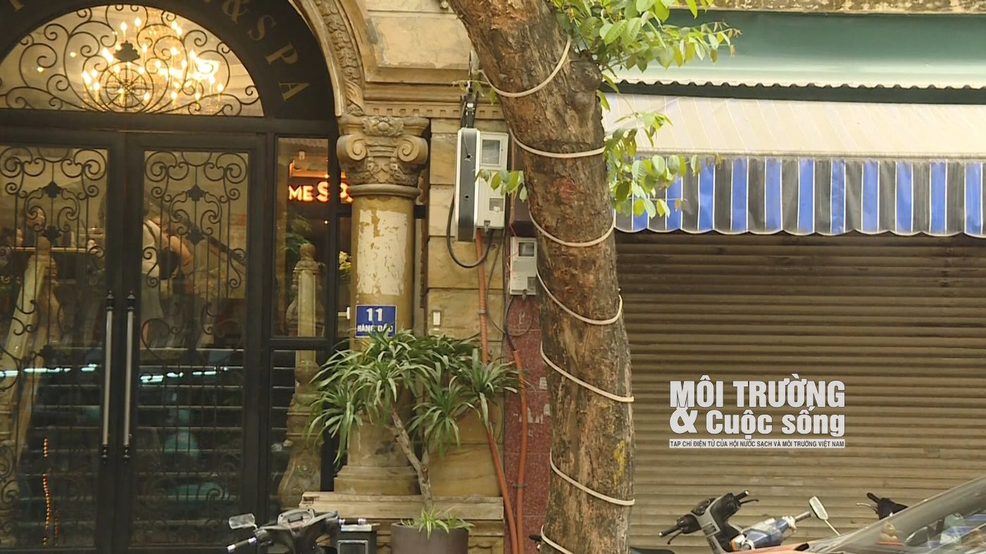 Cây xanh tại Hà Nội đang kêu cứu Cây xanh tại Hà Nội đang kêu cứu