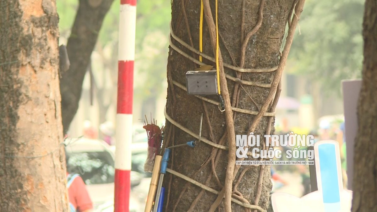 Cây xanh tại Hà Nội đang kêu cứu Cây xanh tại Hà Nội đang kêu cứu