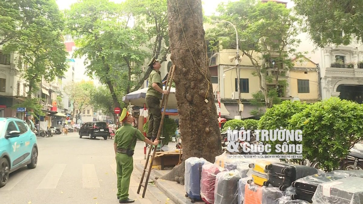 Cây xanh tại Hà Nội đang kêu cứu Cây xanh tại Hà Nội đang kêu cứu
