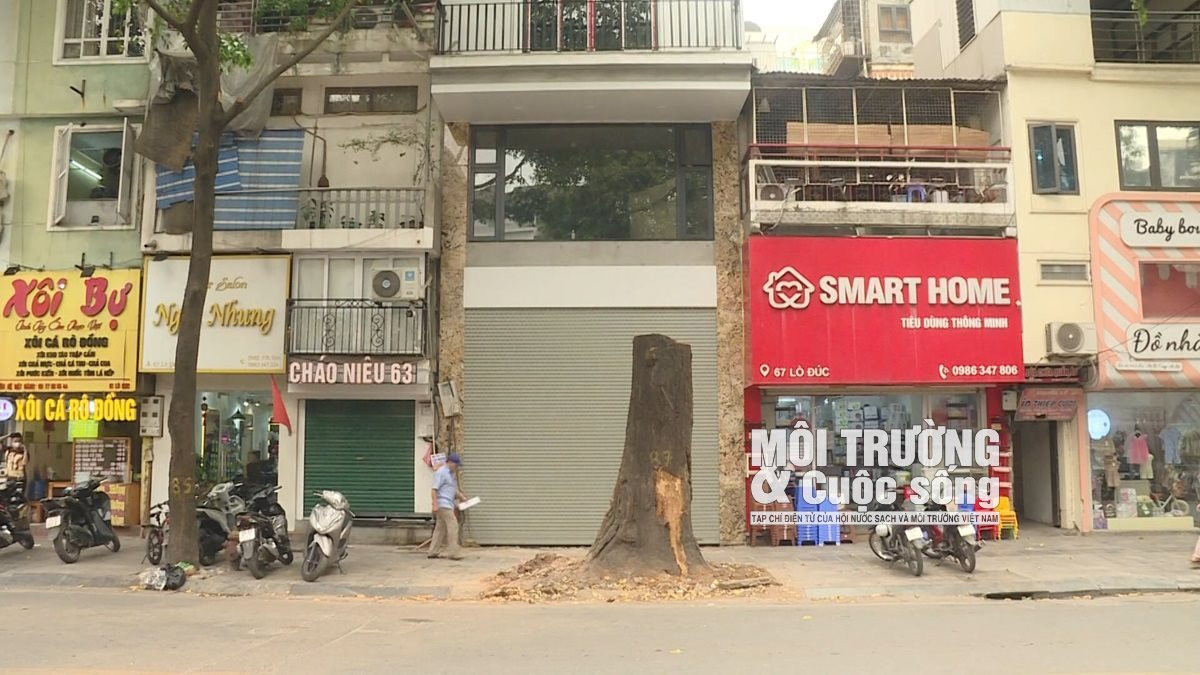 Cây xanh tại Hà Nội đang kêu cứu Cây xanh tại Hà Nội đang kêu cứu