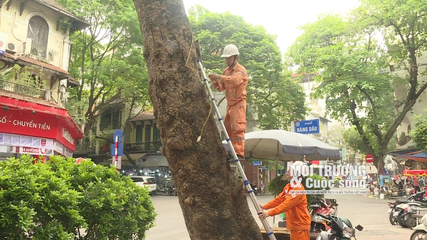 Cây xanh tại Hà Nội đang kêu cứu Cây xanh tại Hà Nội đang kêu cứu