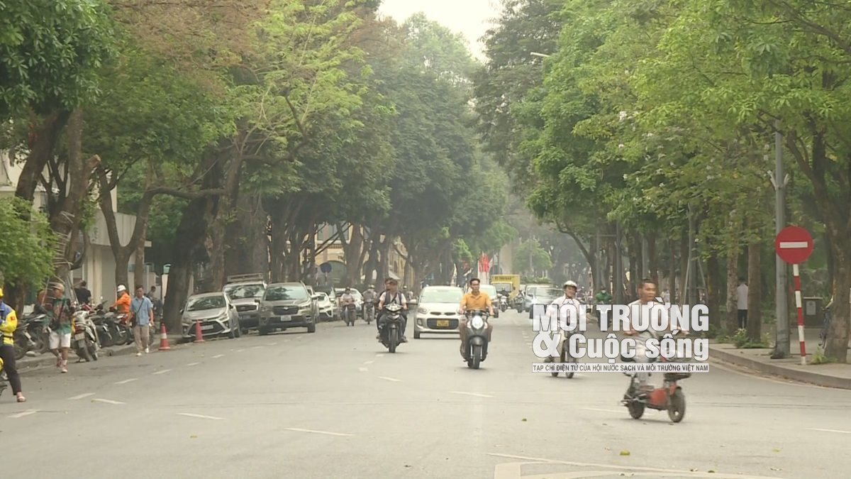 Cây xanh tại Hà Nội đang kêu cứu Cây xanh tại Hà Nội đang kêu cứu