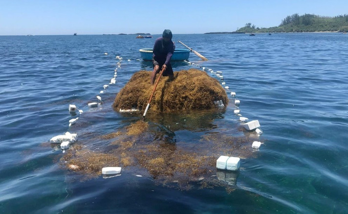 Kinh tế xanh: Khai thác, nâng cao giá trị sản phẩm từ rong biển Kinh tế xanh: Khai thác, nâng cao giá trị sản phẩm từ rong biển