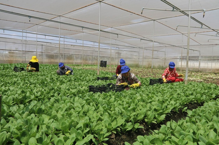 Nghiên cứu, phát triển công nghệ phục vụ quản lý chất lượng cây trồng Nghiên cứu, phát triển công nghệ phục vụ quản lý chất lượng cây trồng