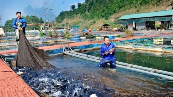 Kiểm soát chất lượng môi trường trong nuôi cá lồng