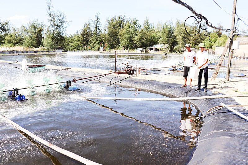 Quảng Trị ứng dụng chế phẩm sinh học trong sản xuất nông nghiệp Quảng Trị ứng dụng chế phẩm sinh học trong sản xuất nông nghiệp