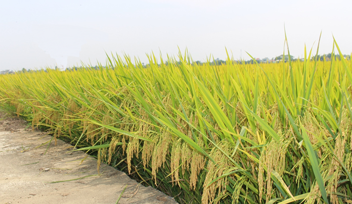 Nhiều địa phương lúng túng trong triển khai đề án 1 triệu ha lúa chất lượng cao Nhiều địa phương lúng túng trong triển khai đề án 1 triệu ha lúa chất lượng cao