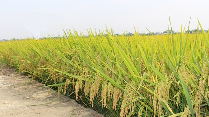 Nhiều địa phương lúng túng trong triển khai đề án 1 triệu ha lúa chất lượng cao