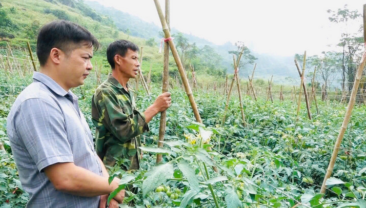 Cao Bằng: Xây dựng thương hiệu vùng trồng rau Quản Bạ Cao Bằng: Xây dựng thương hiệu vùng trồng rau Quản Bạ