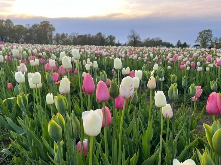 Tử vi vòng quay công nghệ ngày 25/4/2025: Tử vi vòng quay công nghệ ngày 25/4/2025: