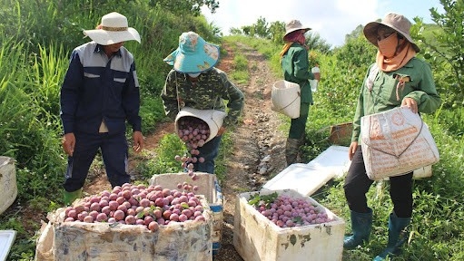 Sơn La: Chương trình OCOP góp phần nâng cao kinh tế hợp tác xã
