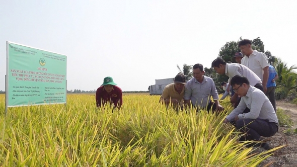 Lợi ích kép từ mô hình sản xuất lúa hữu cơ