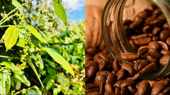 Giá nông sản hôm nay 1/4: Cà phê giảm sâu dưới mốc 90.000 đồng/kg, tiêu tăng trở lại, lúa gạo biến động nhẹ