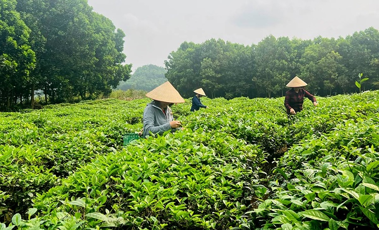 Tuyên Quang phát triển hợp tác xã, nâng tầm thương hiệu nông sản
