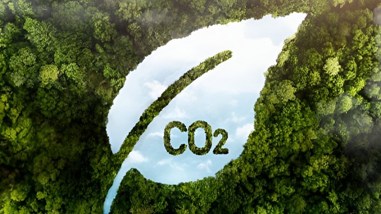 Khai thác hiệu quả thị trường carbon rừng