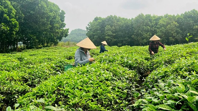 Tuyên Quang phát triển hợp tác xã, nâng tầm thương hiệu nông sản