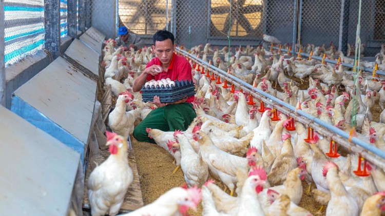 Công nghệ hiện đại tạo đột phá cho ngành chăn nuôi