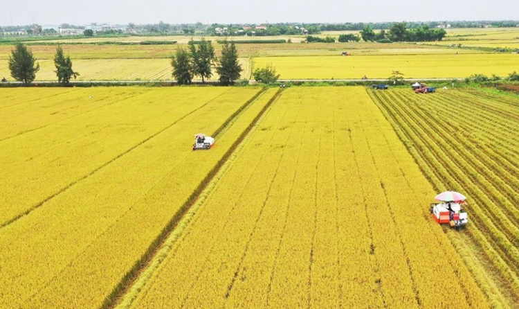 Trồng lúa phát thải thấp thích ứng biến đổi khí hậu Trồng lúa phát thải thấp thích ứng biến đổi khí hậu