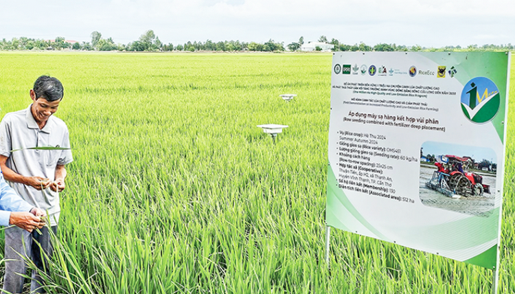 Trồng lúa phát thải thấp thích ứng biến đổi khí hậu Trồng lúa phát thải thấp thích ứng biến đổi khí hậu